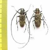Monochamus galloprovincialis pistor, pair  Russia, Tver reg. - INSECTS-STORE.RU