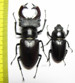 Lucanus cervus, pair  Russia, Voronezh  71mm - INSECTS-STORE.RU