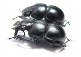 Lethrus glaber, pair  Uzbekistan - INSECTS-STORE.RU