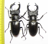 Lucanus cervus, male  Russia, Voronezh  64mm - INSECTS-STORE.RU