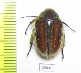 Trichostetha capensis ssp.  South Africa Rep. - INSECTS-STORE.RU