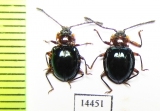 Endomychidae sp.  Indonesia, Papua - INSECTS-STORE.RU