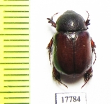 Podalgus nazarovi  Iran, Khuzestan prov. - INSECTS-STORE.RU