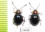 Endomychidae sp.  Indonesia, Papua - INSECTS-STORE.RU