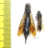 Siricidae sp., pair  Russia, Tver reg. - INSECTS-STORE.RU