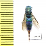 Chrysididae sp.  Russia, Tver reg. - INSECTS-STORE.RU