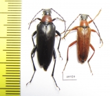 Macroleptura thoracica, pair  Russia, Tver reg. - INSECTS-STORE.RU