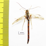 Ichneumonoidea sp.  Russia, Tver reg. - INSECTS-STORE.RU