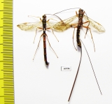 Ichneumonoidea sp., pair  Russia, Tver reg. - INSECTS-STORE.RU