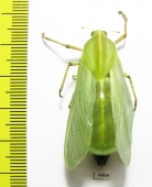 Bullacris sp.1  South Africa Rep. - INSECTS-STORE.RU