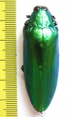 Chrysochroa wallacei ? Malaysia - INSECTS-STORE.RU