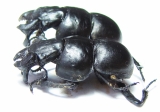 Lethrus ares, male  Greece - INSECTS-STORE.RU