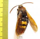 Scoliidae sp.  Kazakhstan - INSECTS-STORE.RU