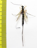 Ichneumonoidea sp.  Russia, Tver reg. - INSECTS-STORE.RU