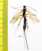 Ichneumonoidea sp.  Russia, Tver reg. - INSECTS-STORE.RU