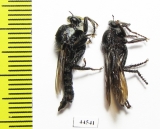 Asilidae sp.  South Africa Rep.  - INSECTS-STORE.RU