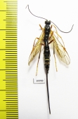 Ichneumonoidea sp.  Russia, Tver reg. - INSECTS-STORE.RU