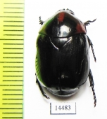 Parastasia sp.  Indonesia, Ceram isl. - INSECTS-STORE.RU