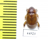 Orubesa plicifrons semenovi  Saudi Arabia - INSECTS-STORE.RU