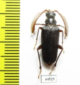 Monocladum aegyptiacum granulipenne  Saudi Arabia 19mm - INSECTS-STORE.RU