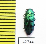 Lamprodila festiva  Russia - INSECTS-STORE.RU