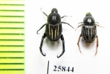 Hopliini sp., pair  South Africa Rep. - INSECTS-STORE.RU