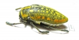 Julodis saudiarabica  Saudi Arabia - INSECTS-STORE.RU