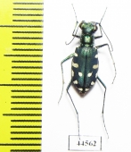 Calomera alboguttata, female  Saudi Arabia - INSECTS-STORE.RU