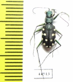 Calomera aulica, male  Saudi Arabia - INSECTS-STORE.RU