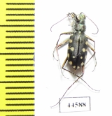 Calomera aulica, male  Saudi Arabia - INSECTS-STORE.RU