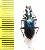 Catascopus sp.  India - INSECTS-STORE.RU