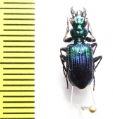 Catascopus sp.  Thailand - INSECTS-STORE.RU