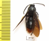 Scoliidae sp.  Indonesia, Sulawesi - INSECTS-STORE.RU