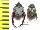 Hopliini sp.1, pair  South Africa Rep. - INSECTS-STORE.RU