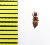 Salpingidae sp.  India - INSECTS-STORE.RU