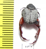 Hopliini sp.1  South Africa Rep. - INSECTS-STORE.RU