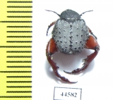 Hopliini sp.1  South Africa Rep. - INSECTS-STORE.RU