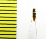 Melyridae sp.  Indonesia, Papua - INSECTS-STORE.RU