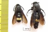 Scoliidae sp., pair  Kazakhstan - INSECTS-STORE.RU