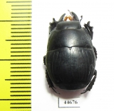 Histeridae sp.  South Africa Rep. - INSECTS-STORE.RU