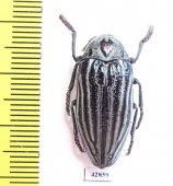 Julodis laevicostata  Iran, Golestan prov. - INSECTS-STORE.RU