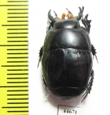 Pactolinus sp.  South Africa Rep. - INSECTS-STORE.RU