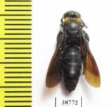 Scoliidae sp.  Indonesia, Sumatra - INSECTS-STORE.RU