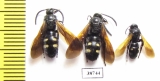 Scoliidae sp., pair  Kazakhstan - INSECTS-STORE.RU
