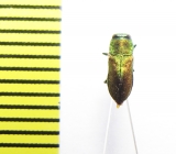 Anthaxia sp.  India - INSECTS-STORE.RU