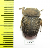 Tenebrionidae sp.  South Africa Rep. - INSECTS-STORE.RU