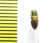 Anthaxia sp.  India - INSECTS-STORE.RU