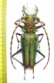 Psalidognathus friendi, male  Colombia 74mm  - INSECTS-STORE.RU