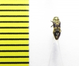 Buprestidae sp.  India - INSECTS-STORE.RU