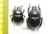 Chelotrupes momus, pair  Spain - INSECTS-STORE.RU